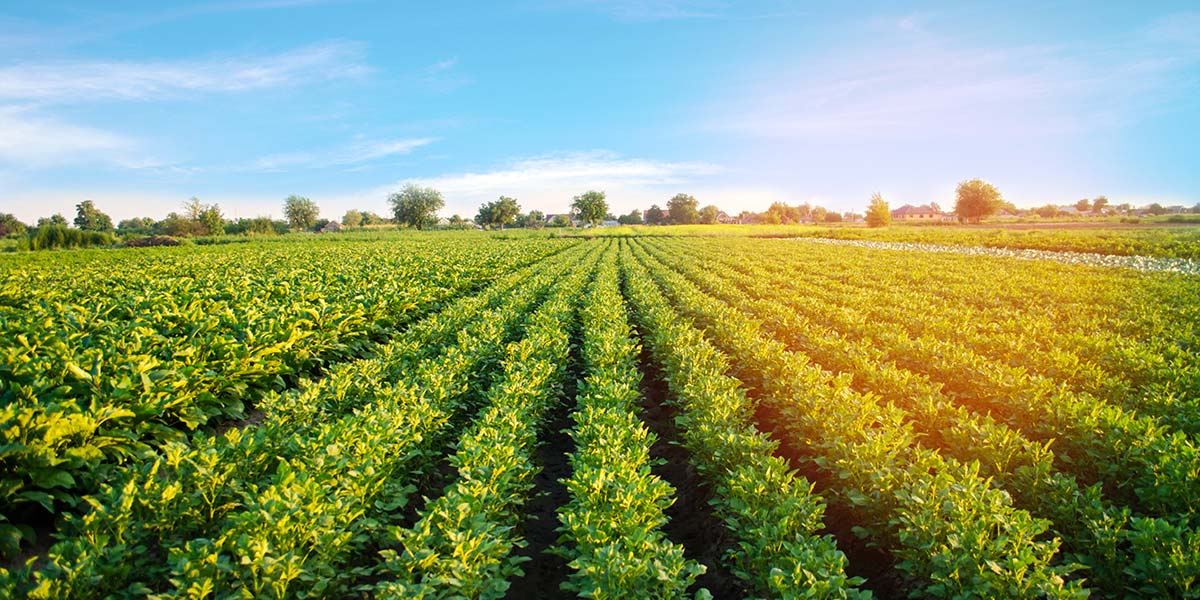 Agricoltura, il valore aggiunto nel 2024 non recupera il tracollo del 2023 